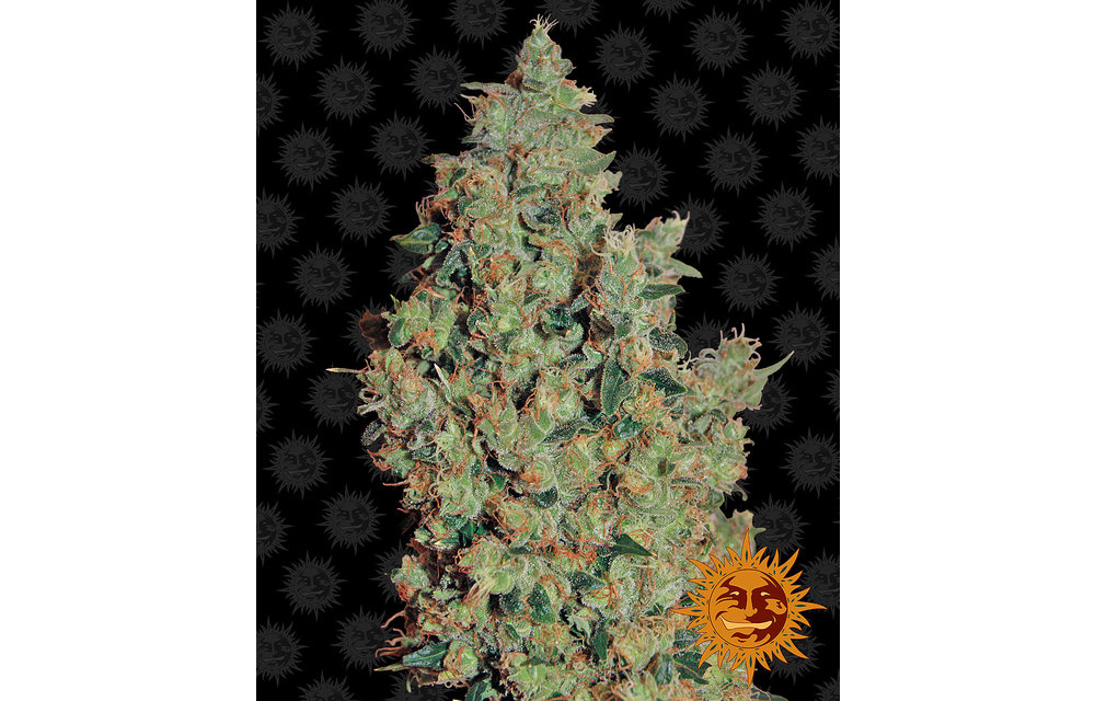 Tangerine Dream Fem 5 pk