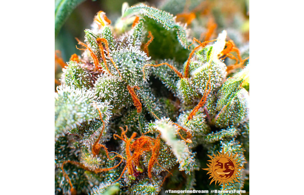 Tangerine Dream Fem 5 pk