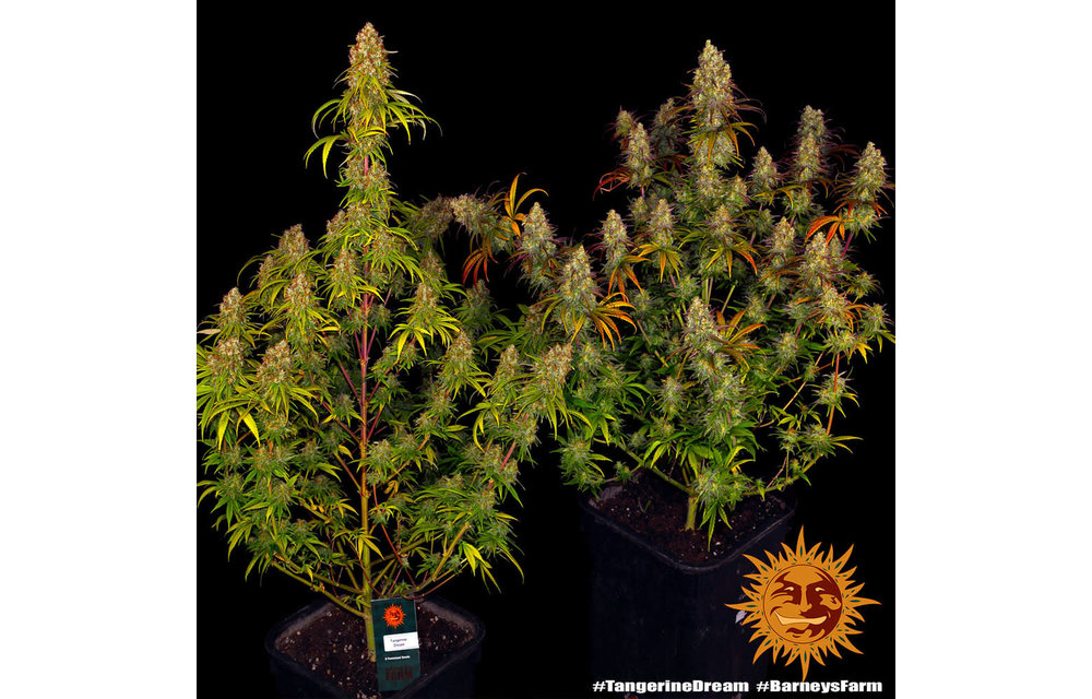 Tangerine Dream Fem 5 pk