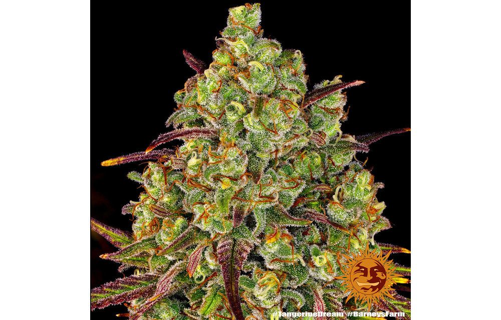 Tangerine Dream Fem 5 pk