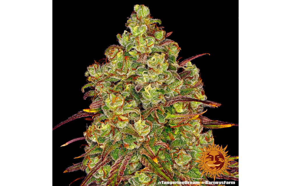 Tangerine Dream Fem 5 pk