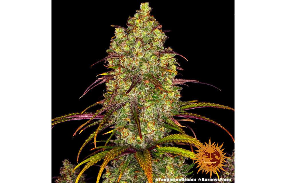 Tangerine Dream Fem 5 pk