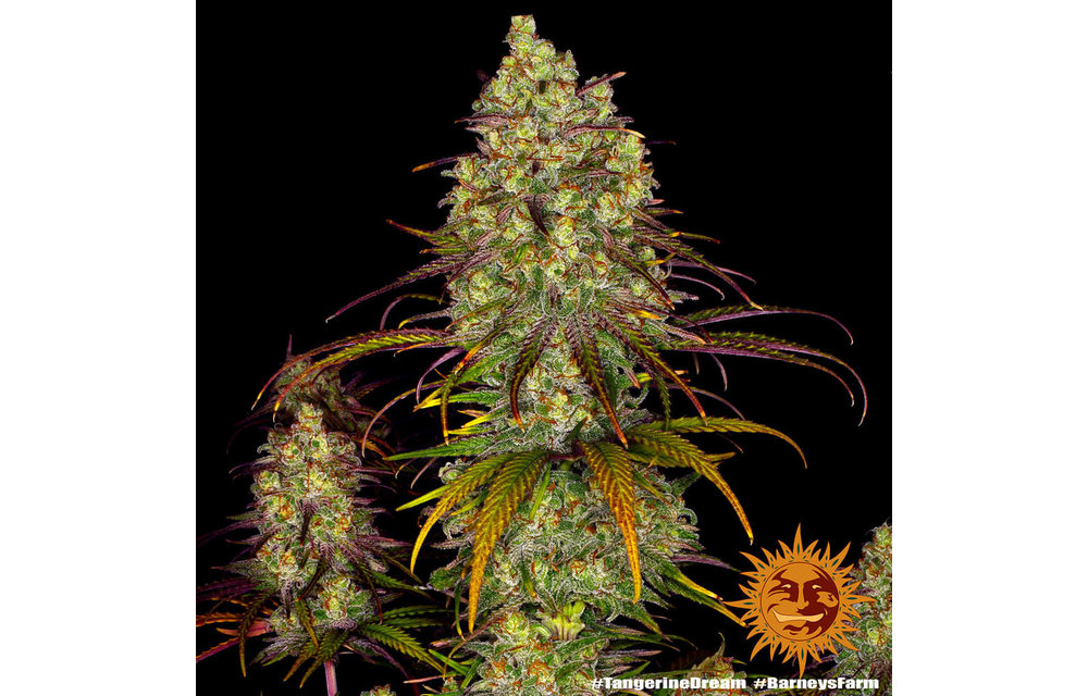 Tangerine Dream Fem 5 pk