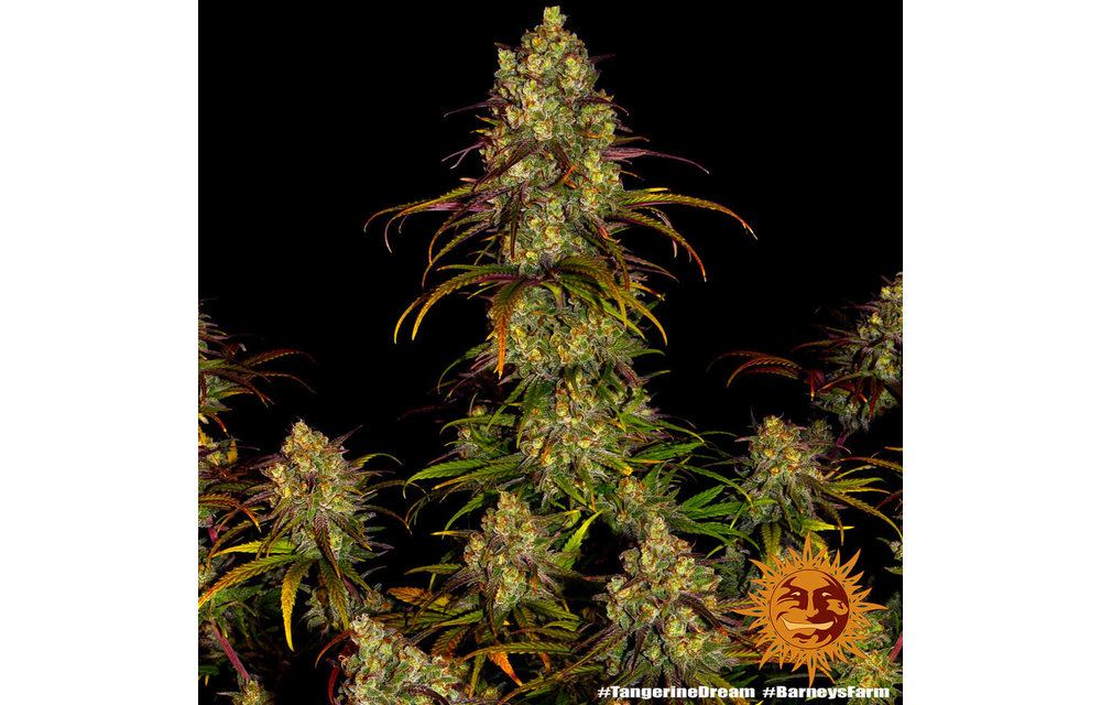 Tangerine Dream Fem 5 pk