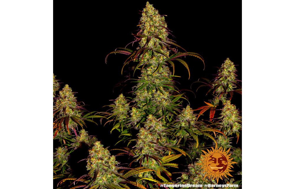 Tangerine Dream Fem 5 pk