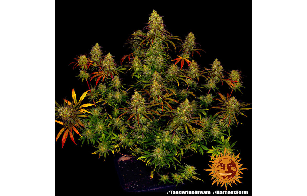 Tangerine Dream Fem 5 pk