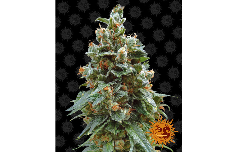 Vanilla Kush Fem 5 pk