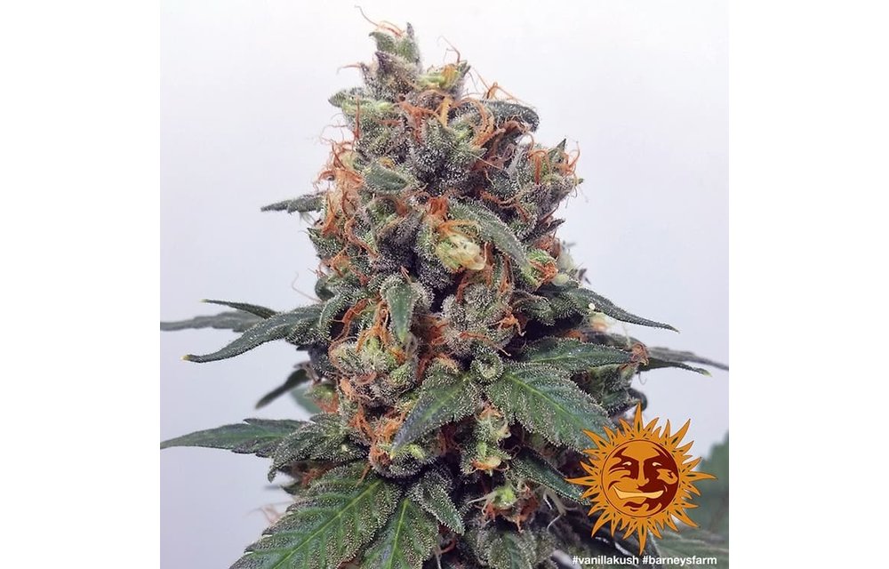 Vanilla Kush Fem 5 pk