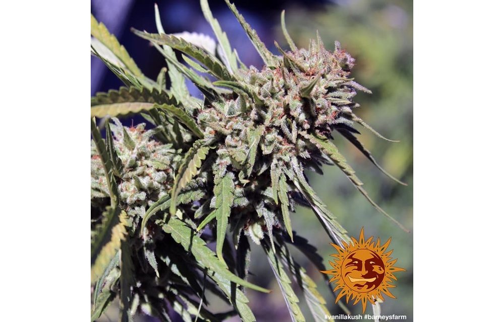 Vanilla Kush Fem 5 pk