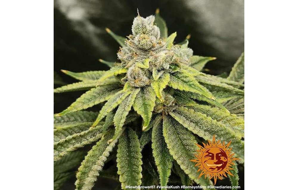 Vanilla Kush Fem 5 pk