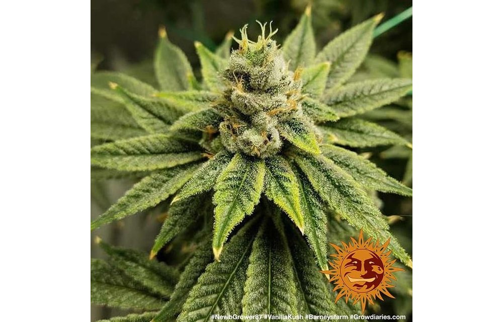 Vanilla Kush Fem 5 pk