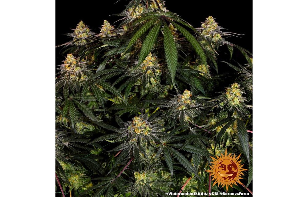 Watermelon Zkittlez Fem 5 pk