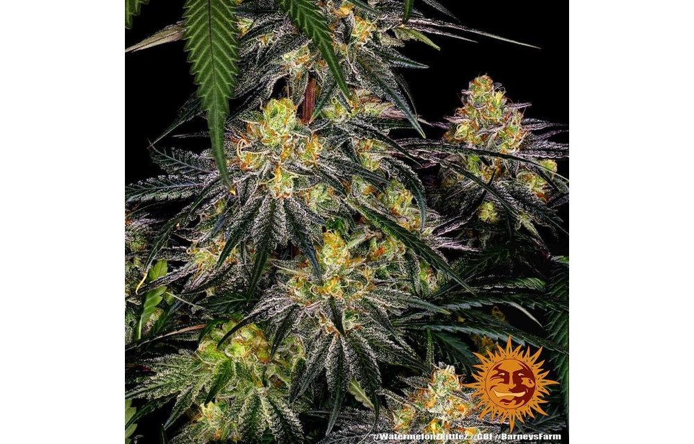 Watermelon Zkittlez Fem 5 pk