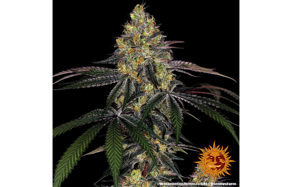 Watermelon Zkittlez Fem 5 pk