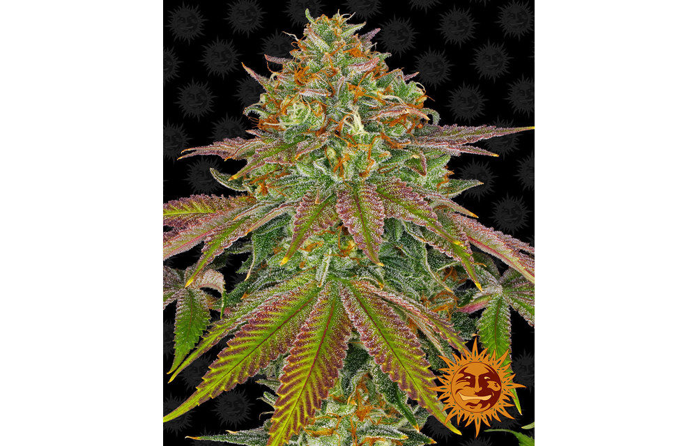 Wedding Cake Fem 5 pk