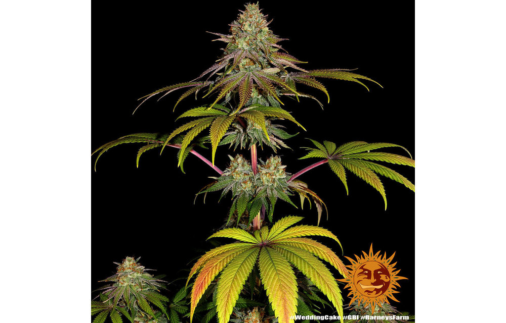 Wedding Cake Fem 5 pk