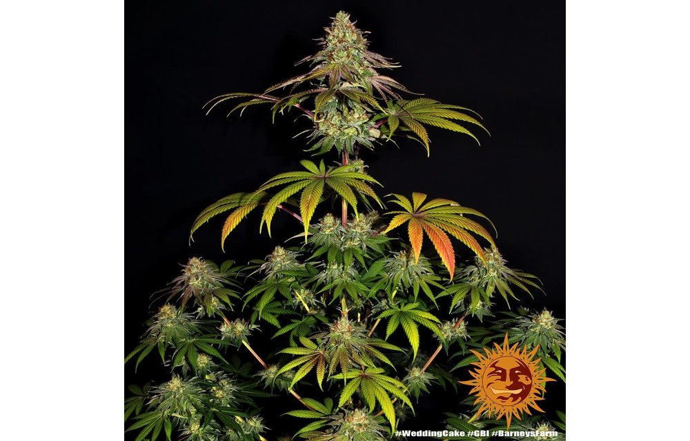 Wedding Cake Fem 5 pk