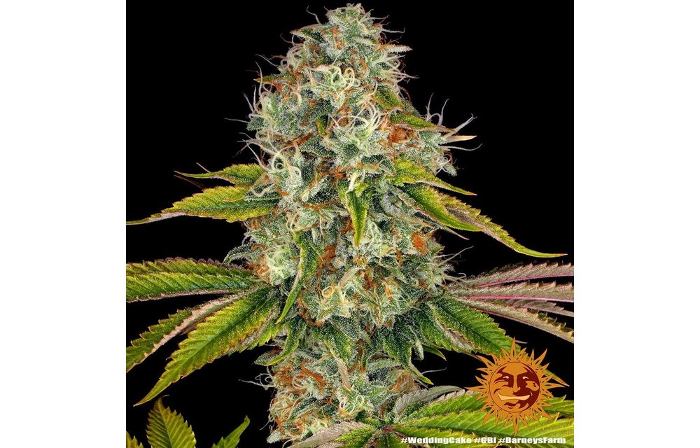 Wedding Cake Fem 5 pk