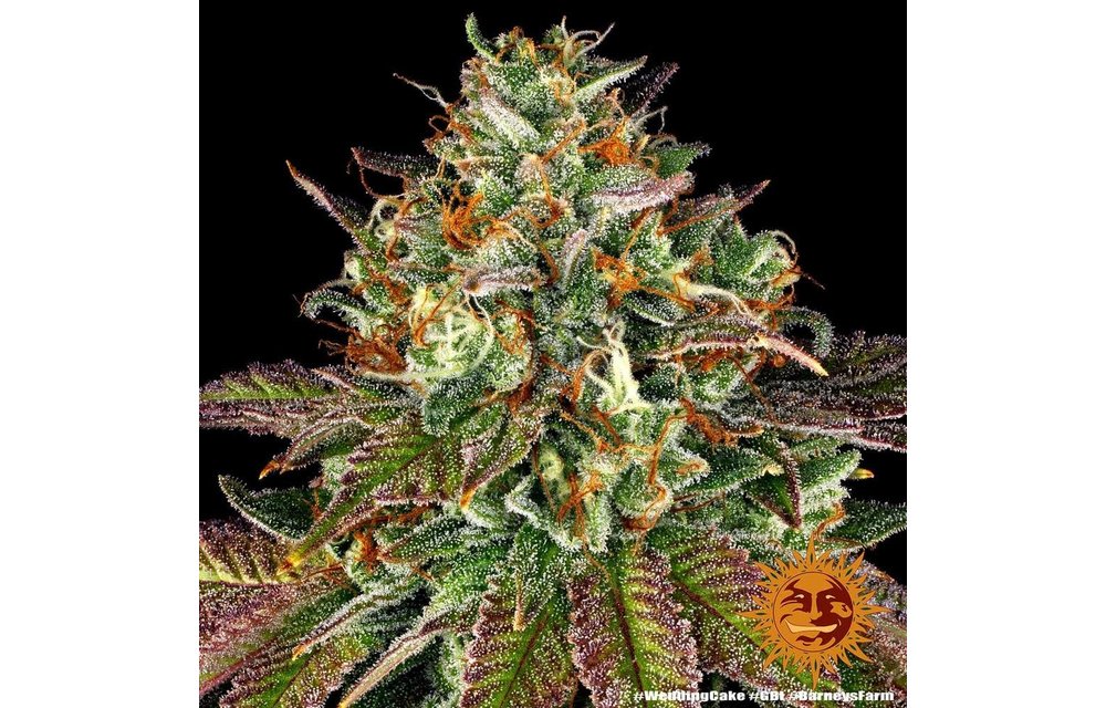 Wedding Cake Fem 5 pk