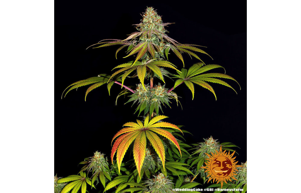 Wedding Cake Fem 5 pk