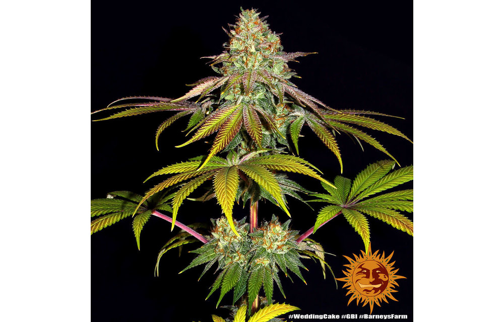Wedding Cake Fem 5 pk
