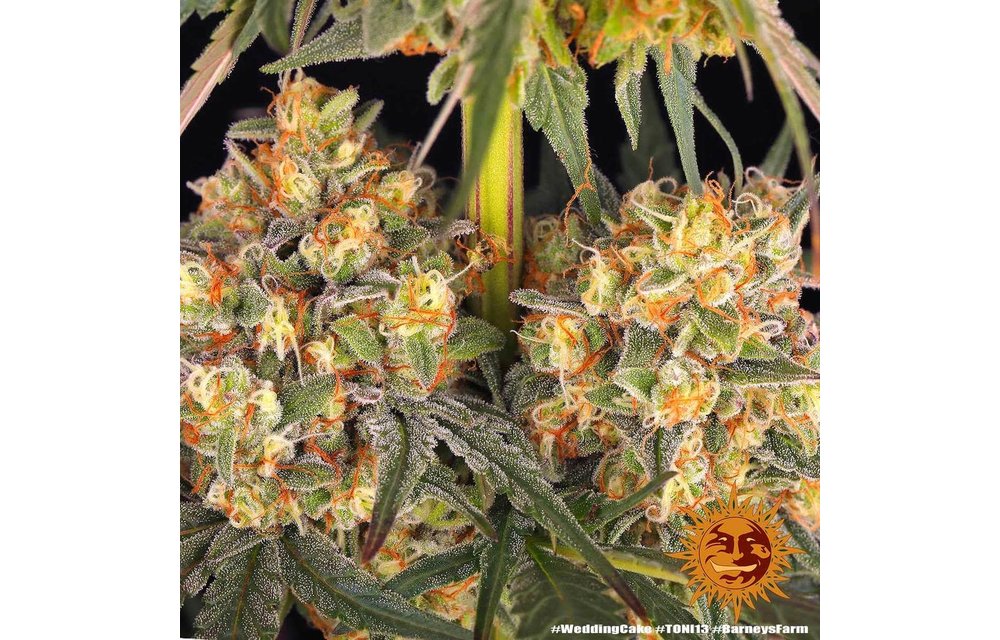 Wedding Cake Fem 5 pk