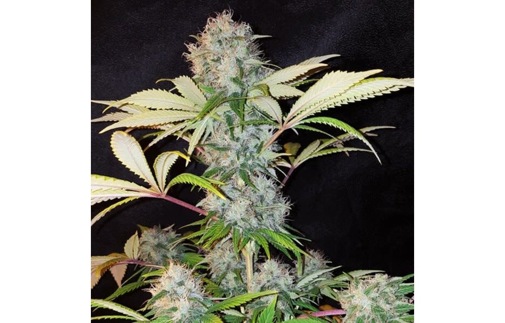 Bubble Kush Fem 5 pk
