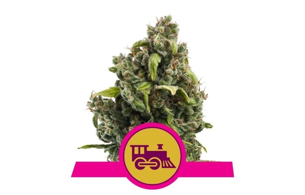 Candy Kush Express Fem 5 pk