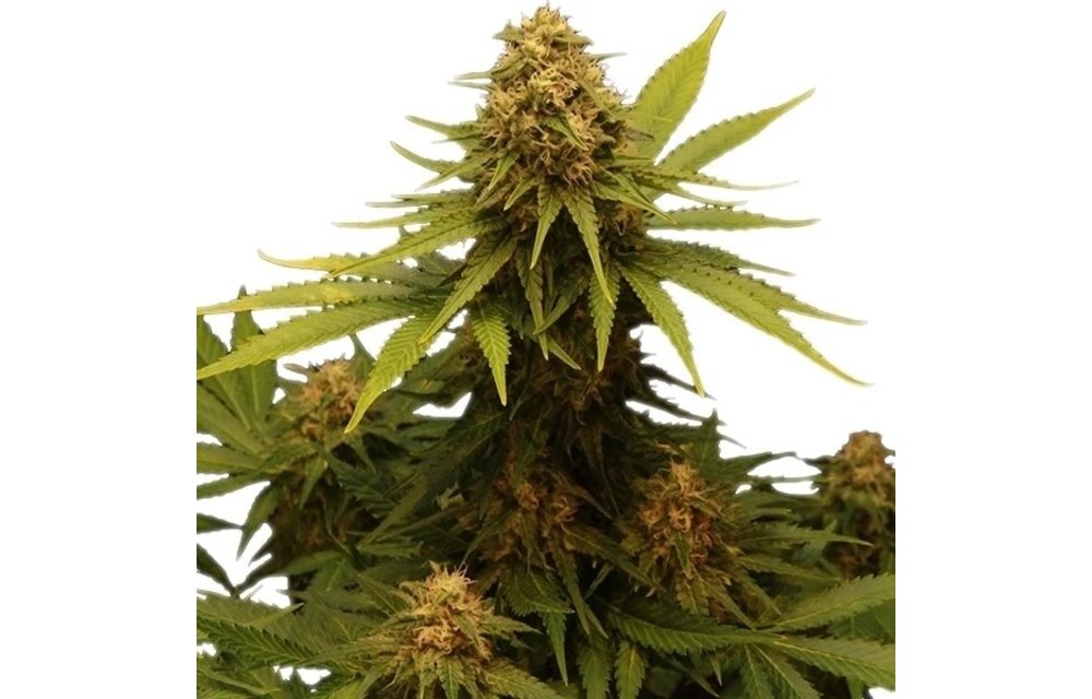 Critical Fem 5 pk