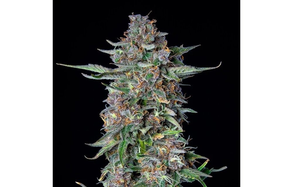Do-Si-Dos Auto Fem 5 pk