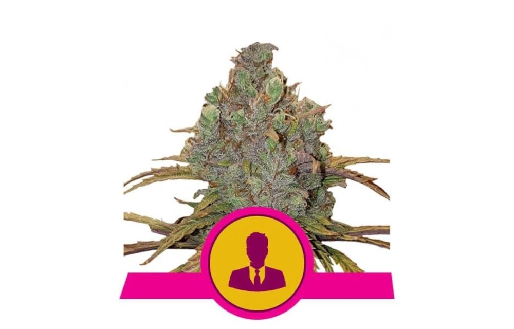 El Patron Fem 5 pk
