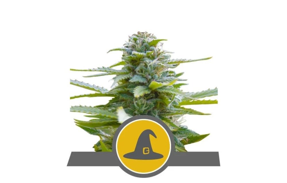 Exotic Witch Reg 10 pk