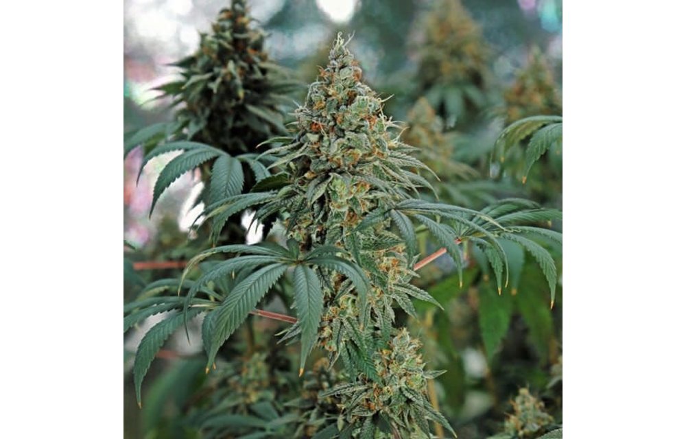 Fat Banana Fem 5 pk