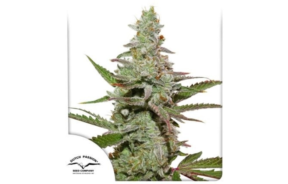 Amsterdam Amnesia Fem 5 pk