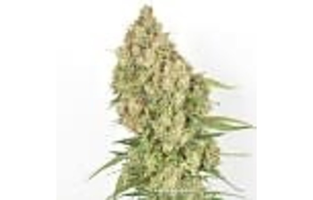 Amsterdam Amnesia Fem 5 pk