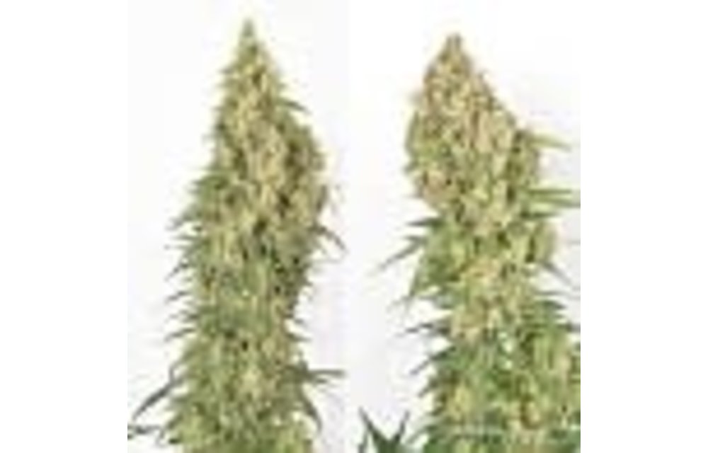 Amsterdam Amnesia Fem 5 pk
