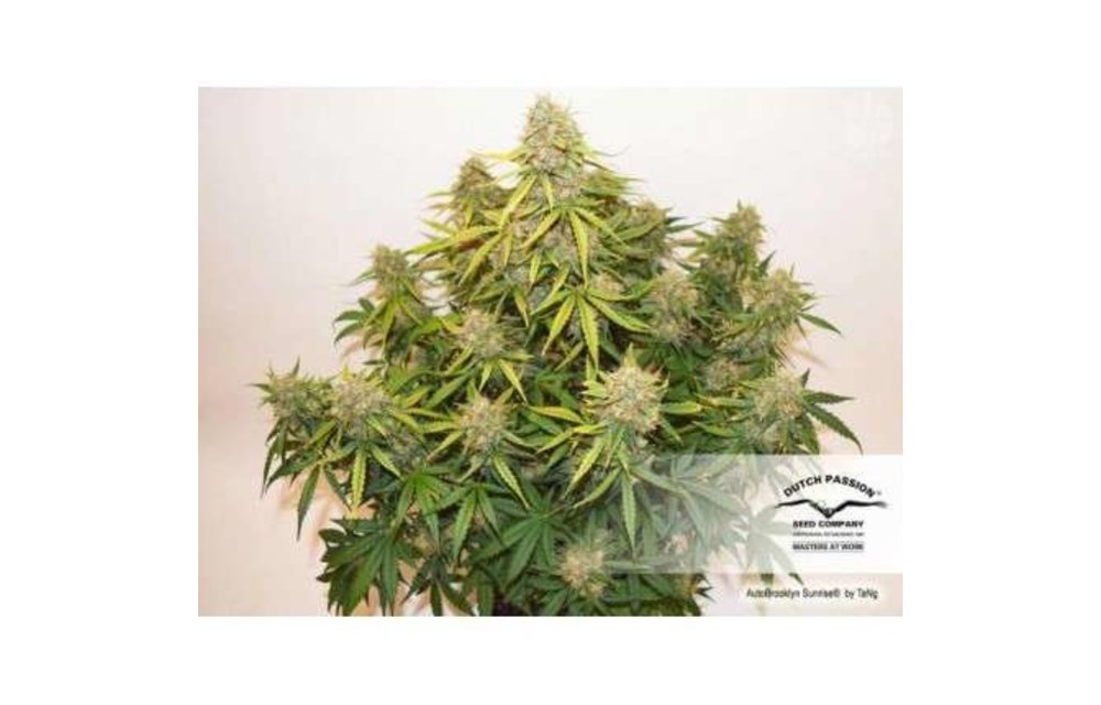 Auto Brooklyn Sunrise Fem 7 pk