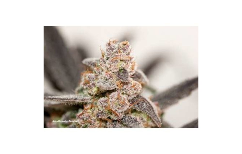 Auto Brooklyn Sunrise Fem 7 pk