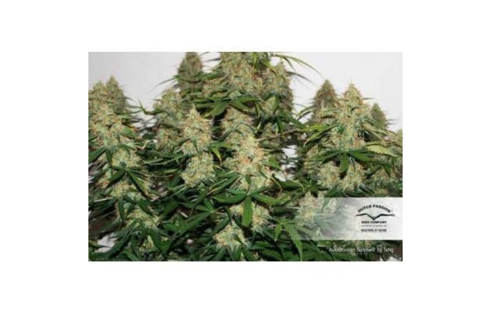 Auto Brooklyn Sunrise Fem 7 pk