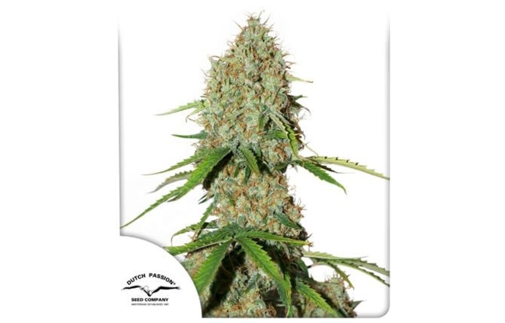 Auto Brooklyn Sunrise Fem 7 pk