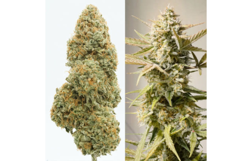 Auto Cinderella Jack Fem 7 pk