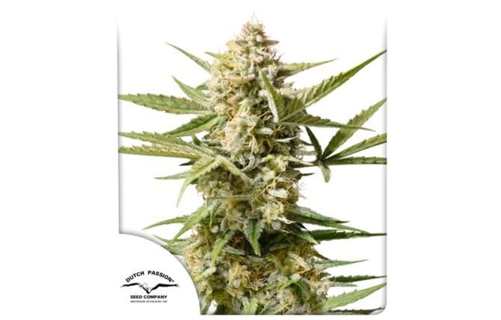 Auto Cinderella Jack Fem 7 pk