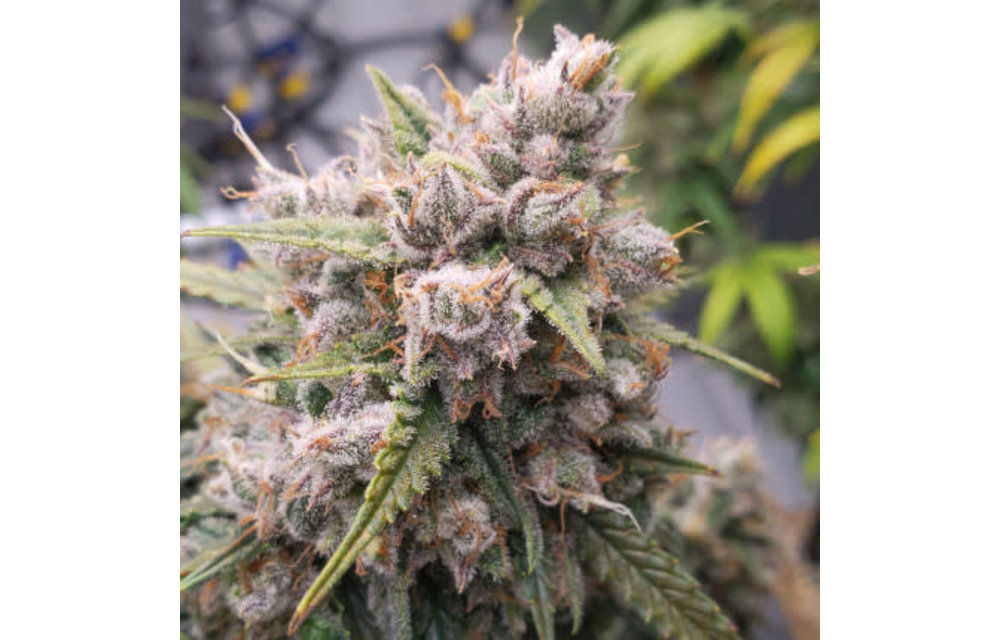 Auto Cinderella Jack Fem 7 pk