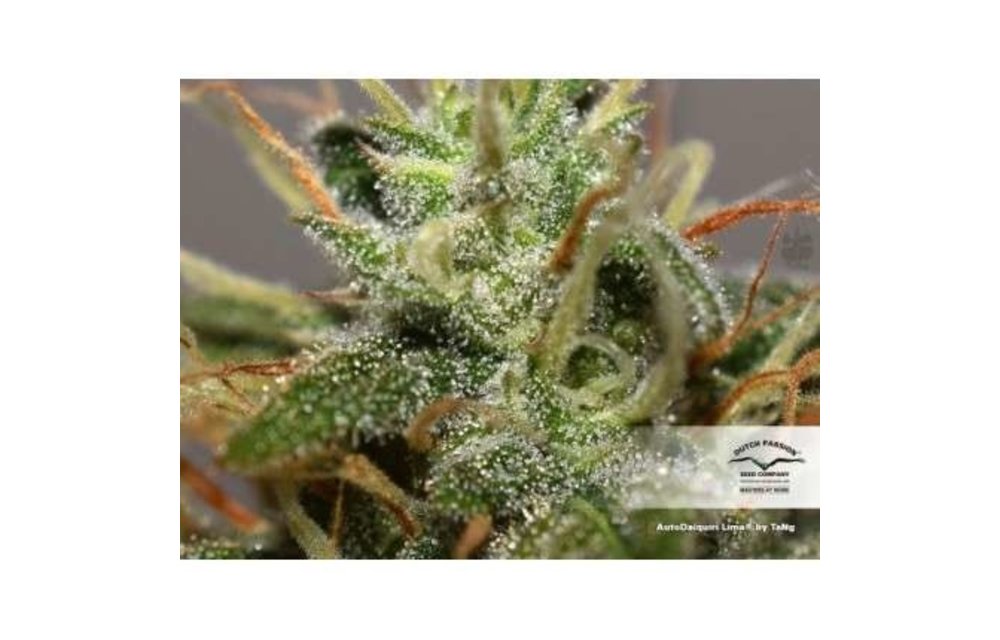 Auto Daiquiri Lime Fem 7 pk