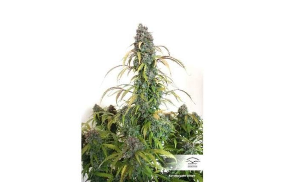 Auto Daiquiri Lime Fem 7 pk