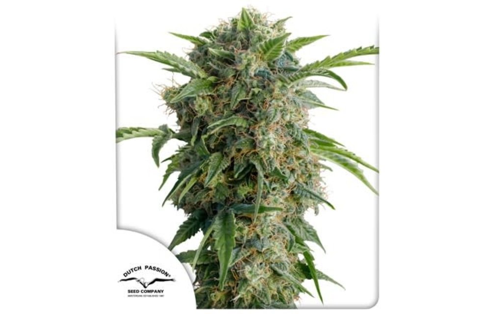 Auto Daiquiri Lime Fem 7 pk