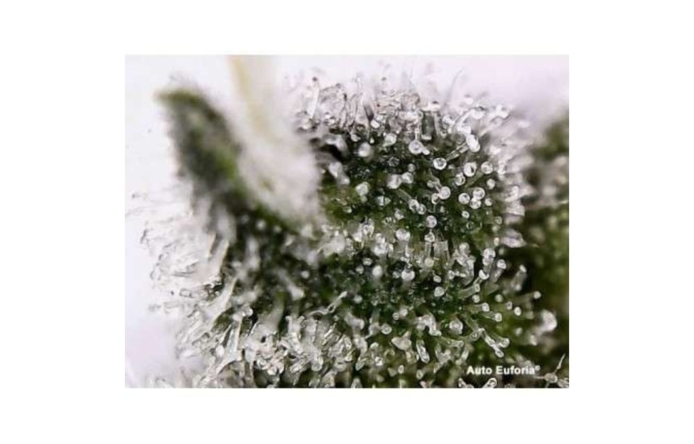 Auto Euforia Fem 7 pk