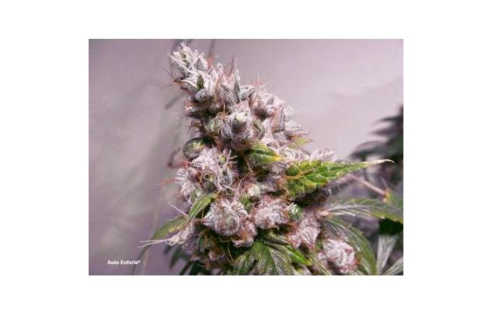Auto Euforia Fem 7 pk