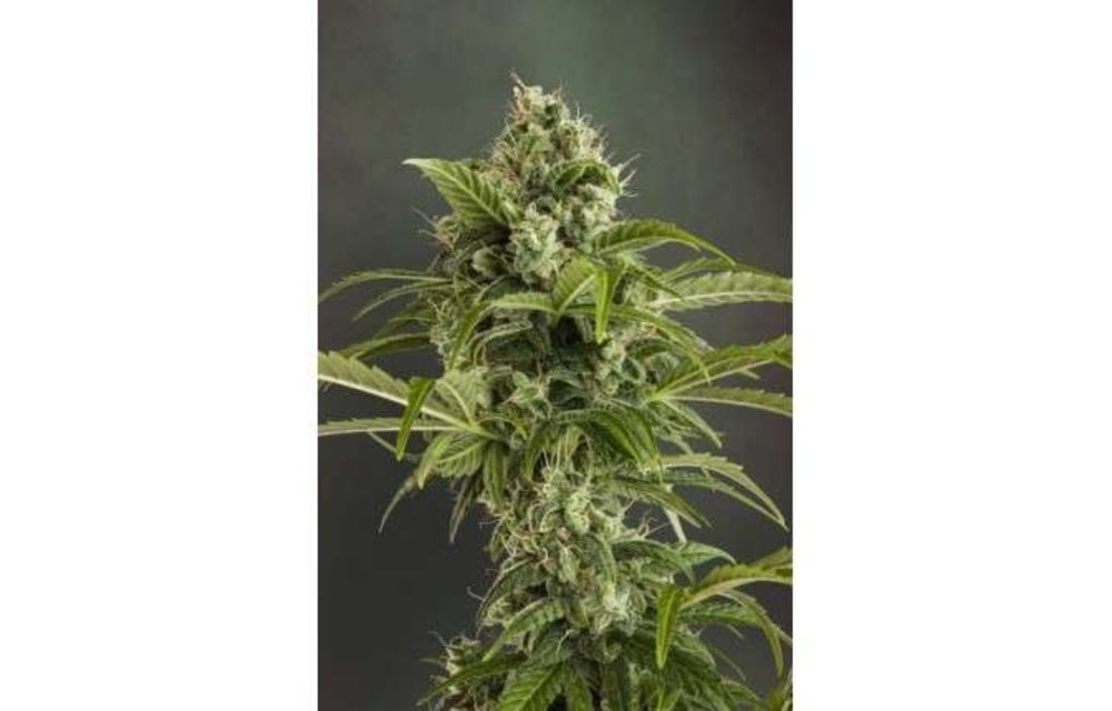 Auto Euforia Fem 7 pk