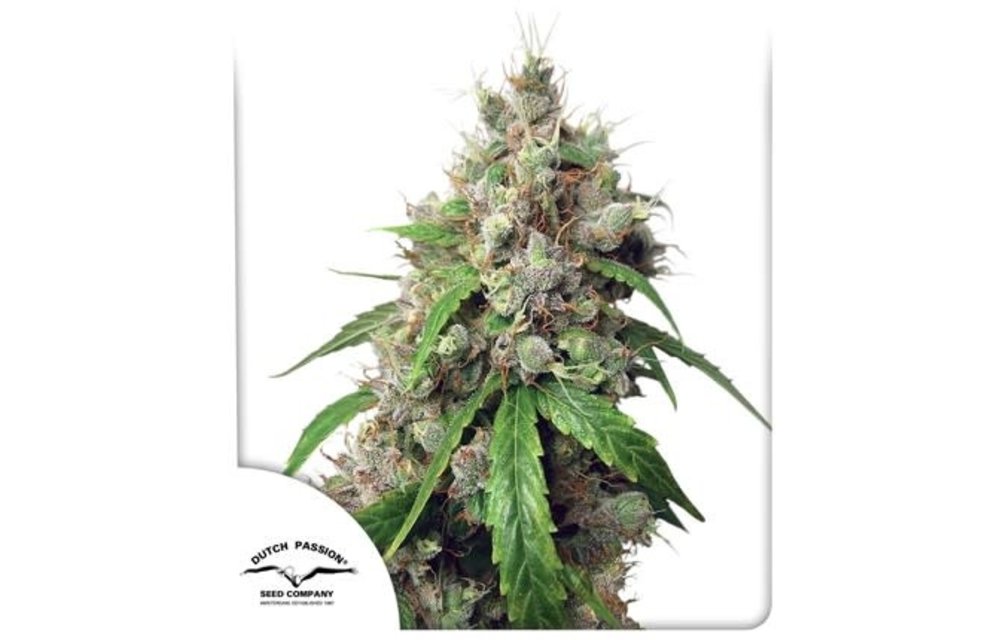 Auto Euforia Fem 7 pk